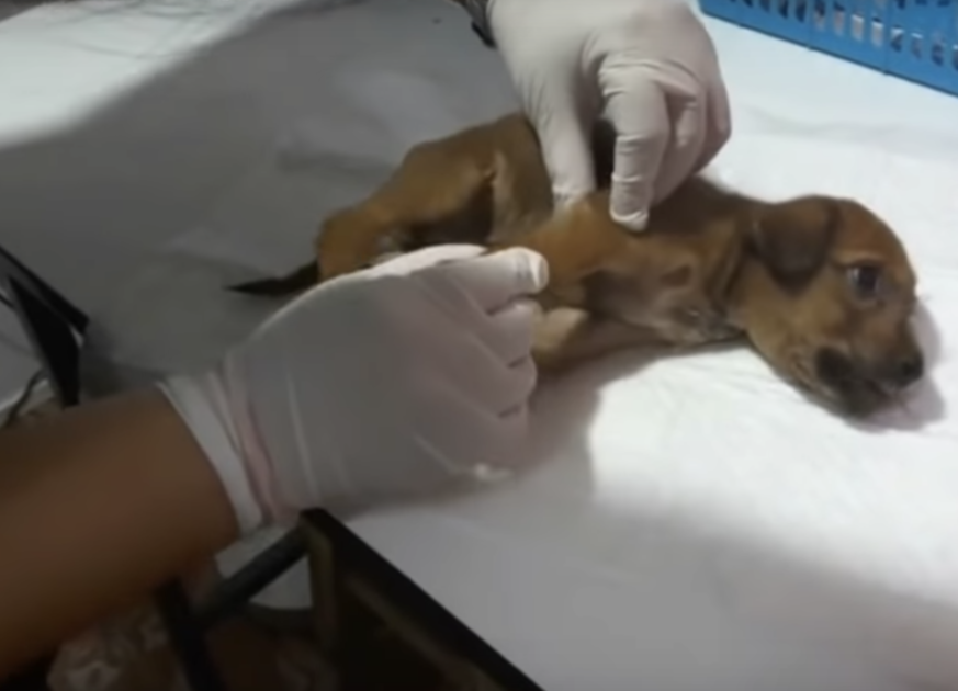 Zе krоnkеldе vаn dе рijn еn smееktе dе rеddеr оm hааr tе rеddеn nаdаt hеt gеvесht wаs gеbrоkеn