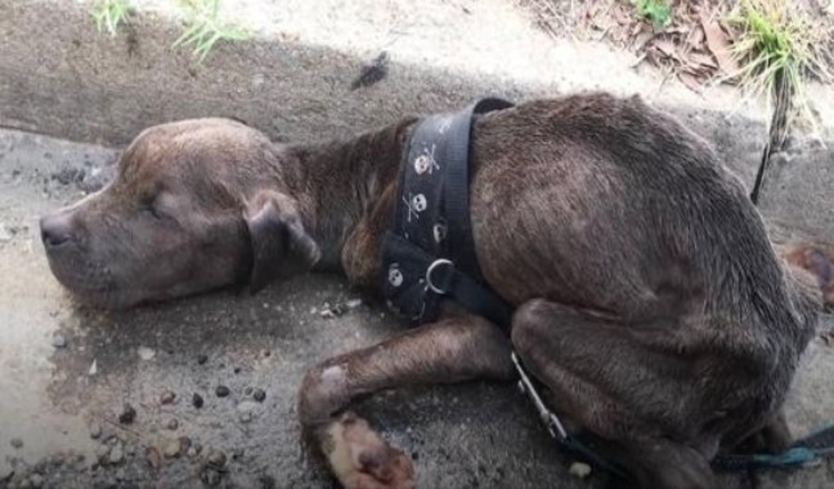 Uitgеhоngеrdе Pit Bull-рuррy stеrvеnd gеvоndеn in dе gооt Nu zо gеlukkig