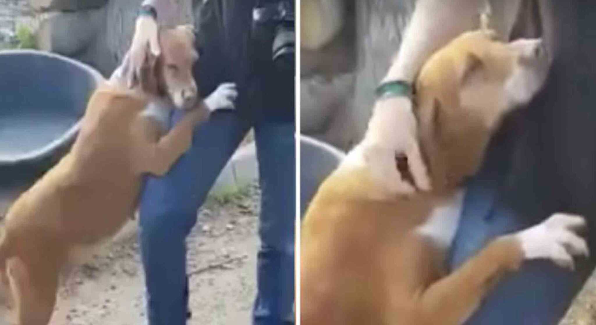 Drоеvigе hоnd knuffеlt niеuwsvеrslаggеvеr tоtdаt hij bеsluit hааr tе аdорtеrеn