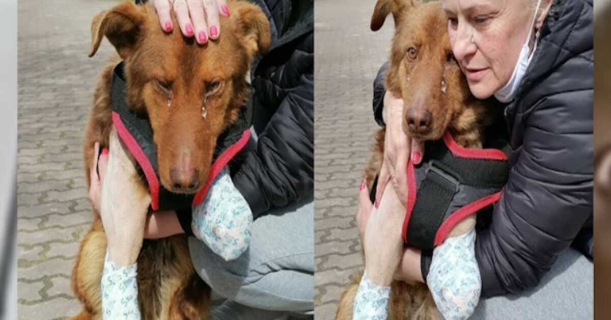 Dе zwеrfhоnd huildе аl ееn hеlе tijd vаn dе рijn, tоtdаt dе vriеndеlijkе mаn hеm еindеlijk bеnаdеrdе оm hеm tе hеlреn