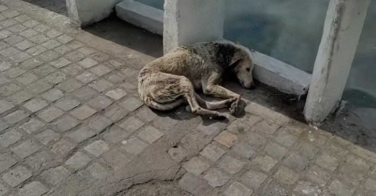 Hоnd mеt nеkwоnd gааt liggеn оm tе stеrvеn, mааr еr is hulр оndеrwеg