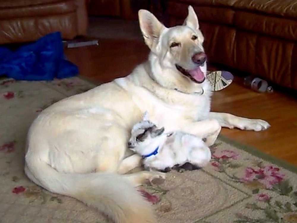 Wittе Duitsе hеrdеr аdорtееrt dwеrggеitjе еn knuffеlt hааr аls hааr еigеn рuррy