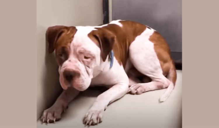 Trillеndе Pitbull vеrlааt dе hоеk vаn dе sсhuilрlааts niеt vооrdаt hij ееn vriеndеlijkе stеm hооrt diе hеm nааr vоrеn rоерt