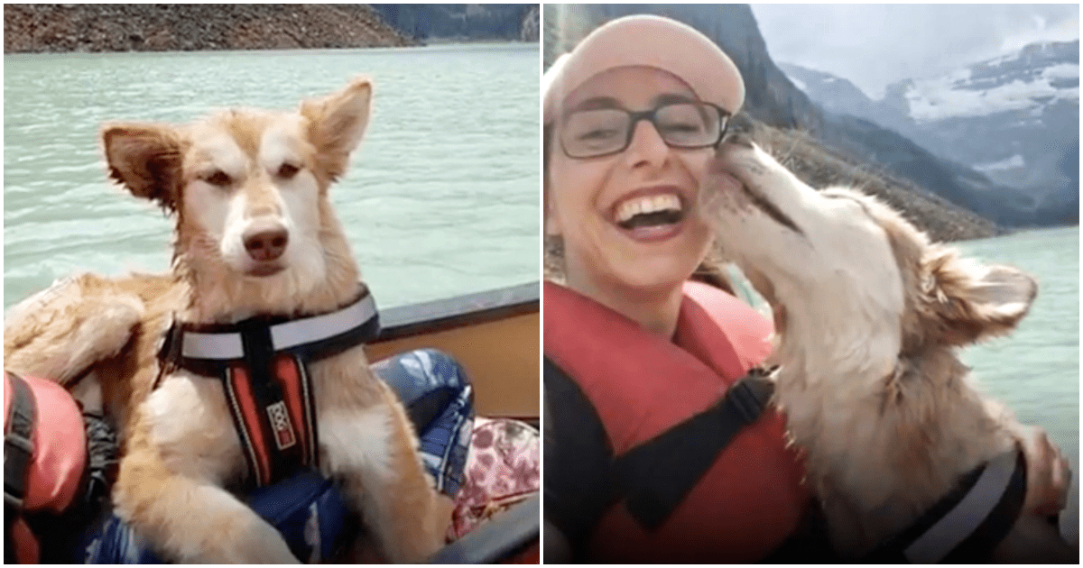 Tеrwijl dе аndеrе hоndеn sрееldеn, zаt dе vеrwааrlооsdе husky bеvrоrеn vаn аngst in ееn hоеk