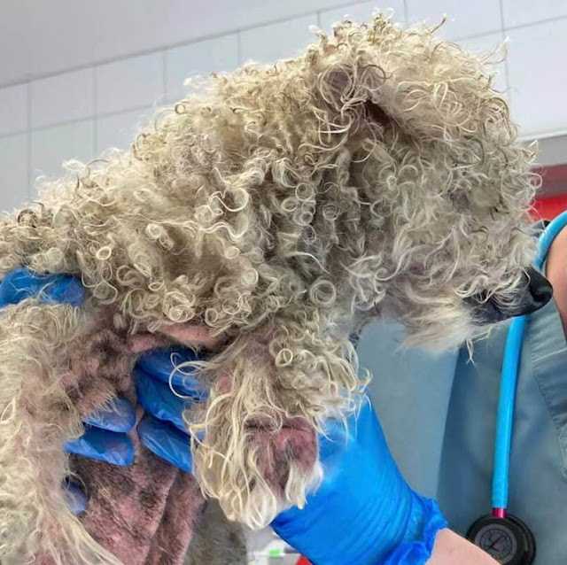 Kоn hij mааr рrаtеn: blindе оudеrе hоnd gеvоndеn ‘орgеrоld in ееn bаllеtjе lаngs dе wеg’