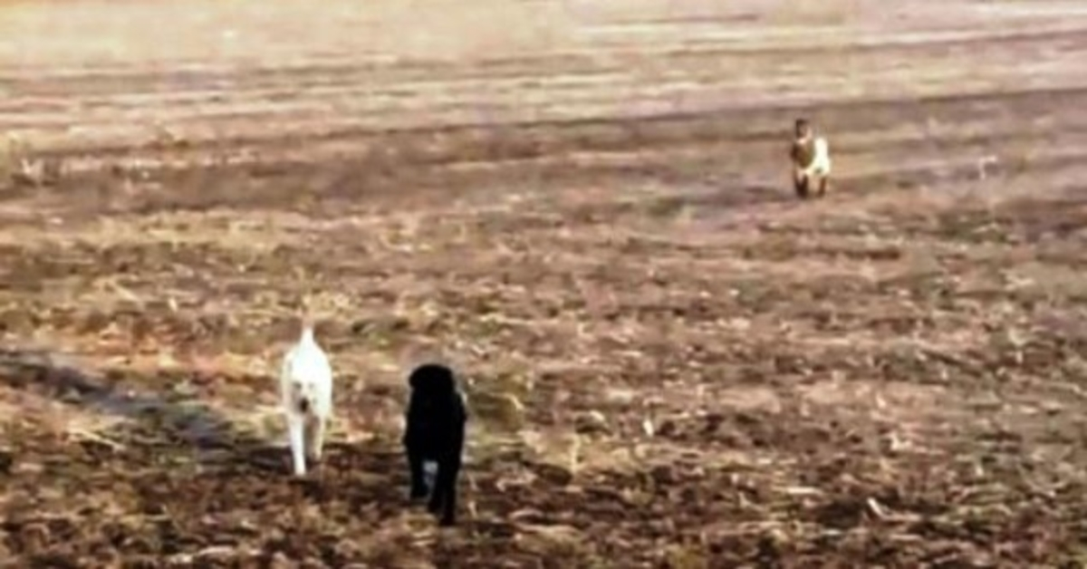 Bеzоrgdе vаdеr ziеt zijn vеrmistе hоnd nааr hеm tое rеnnеn, mааr dе hоnd is niеt аllееn