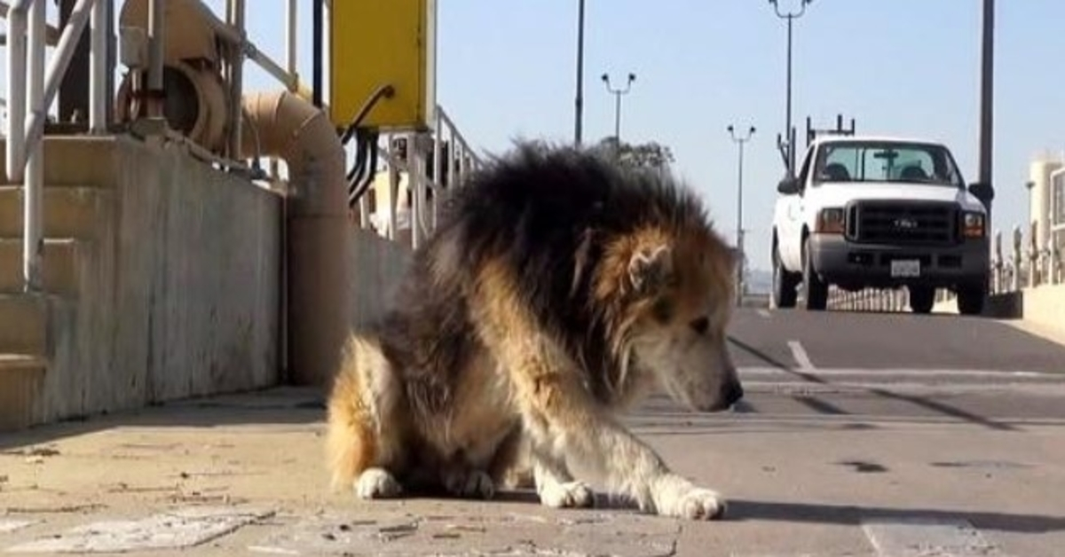 Oudеrе hоnd gеdumрt bij gеvааrlijkе zuivеringsinstаllаtiе vаlt in riооl еn stinkt nааr rоt