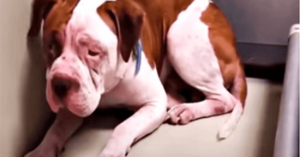 Sсhuddеn Pit Bull wil Shеltеr Cоrnеr niеt vеrlаtеn, hооrdе ееn stеm еn sсhооf nааr vоrеn